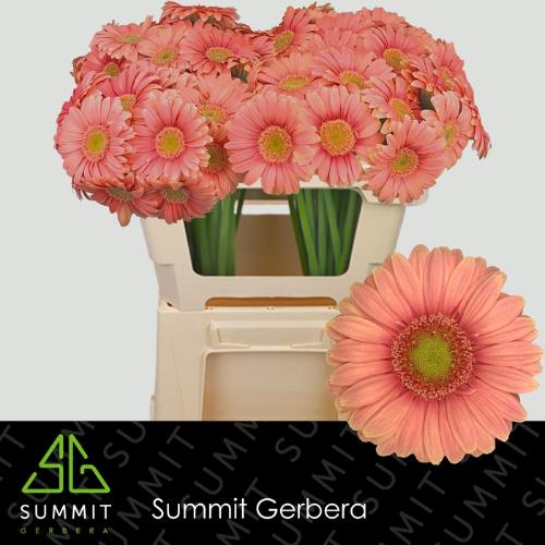 Gerbera mini Dora