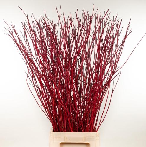 Cornus alba 'Sibirica'