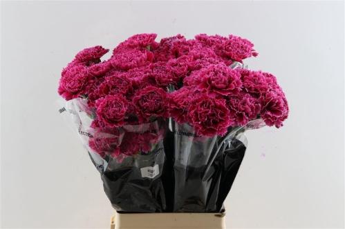 Dianthus standaard overig