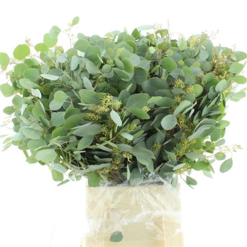 Eucalyptus per bos populifolia (met bes)