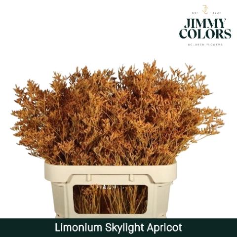Limonium overig kleurbehandeld H%