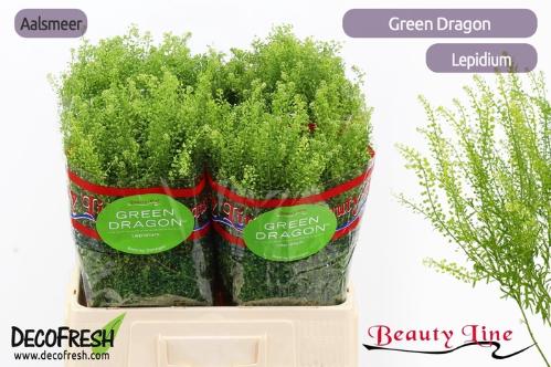 Lepidium virginicum Green Dragon