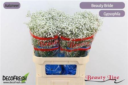 Gypsophila paniculata Beauty Bride