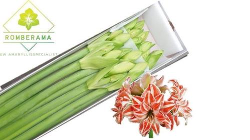 Hippeastrum Double Galaxy Grp 'Dancing Queen'