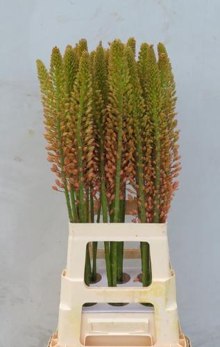 Eremurus 'Cleopatra'