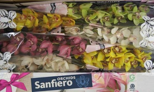 Cymbidium grootbloemig per tak gemengd