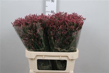 Limonium sinensis Scarlet Diamond