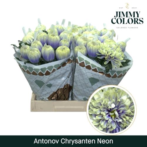 Chrysanthemum (Indicum Grp) geplozen Antonov kleurbehandeld H%