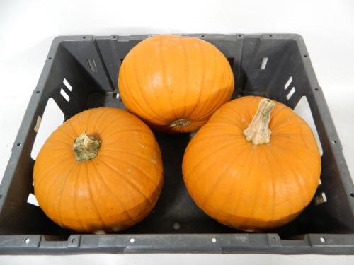 Siervruchten per stuk Cucurbita maxima 'Halloween'