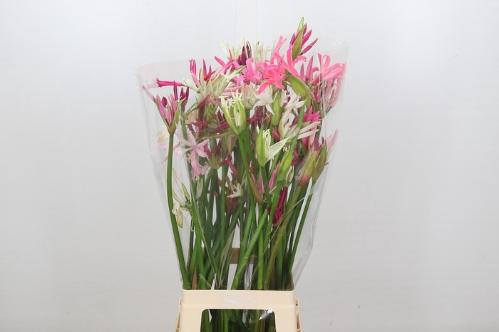 Nerine Bowdenii Grp gemengd in bos