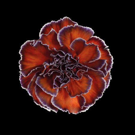 Dianthus standaard kleurbehandeld H%