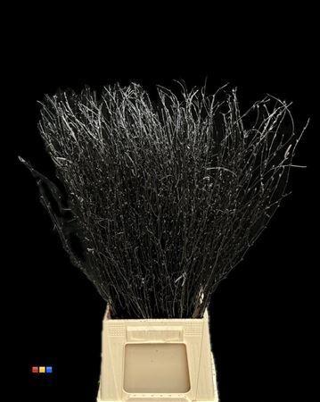 Betula per bos kleurbehandeld