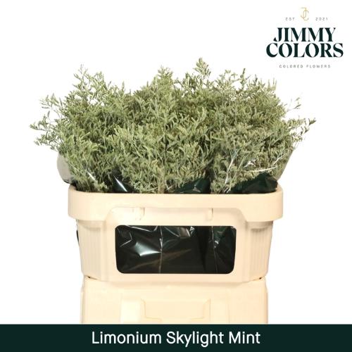 Limonium overig kleurbehandeld H%