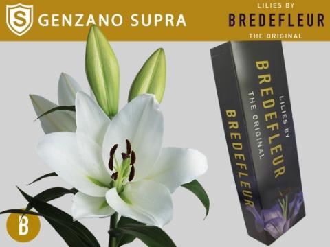 Lilium (OT-hybrids Grp) 'Genzano'