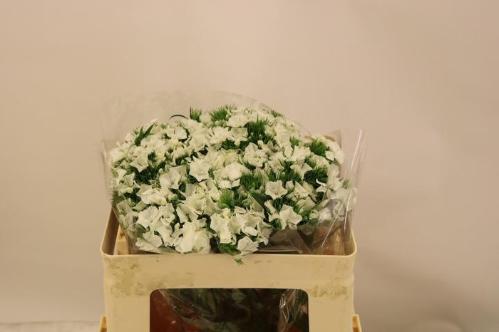 Dianthus barbatus Duke Breanthus