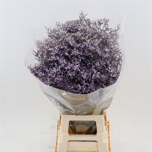 Limonium Safora Lilac