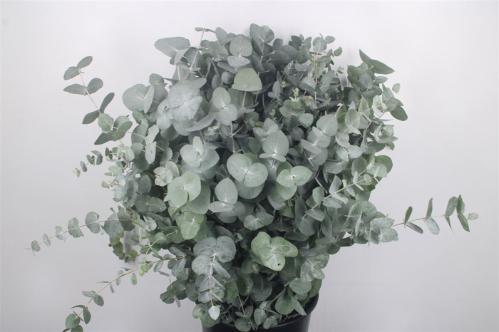 Eucalyptus per bos cinerea
