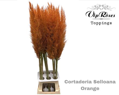 Cortaderia selloana kleurbehandeld H%
