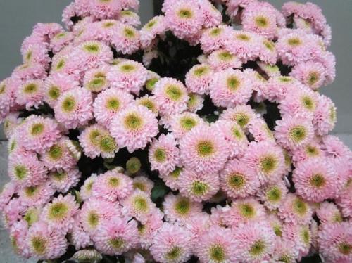 Chrysanthemum Indicum Grp tros santini kleurbehandeld H%