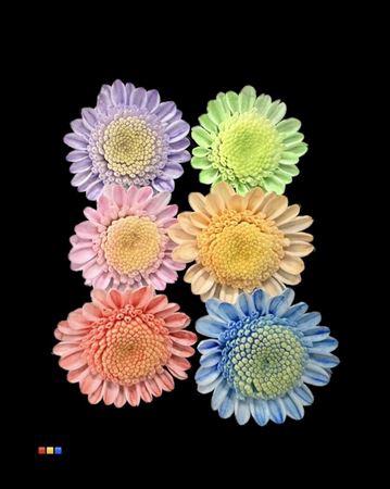 Chrysanthemum Indicum Grp tros kas kleurbehandeld H%