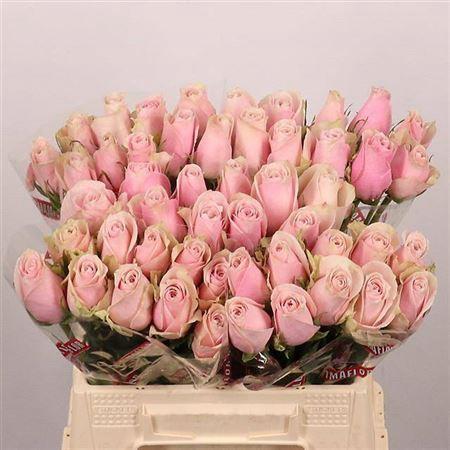 Rosa grootbloemig Pink Athena