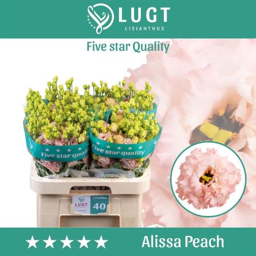Eustoma russellianum gevuldbloemig 'Alissa Peach'