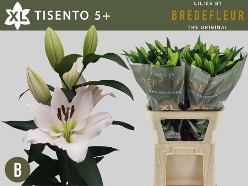 Lilium Oriental x Trumpet Grp 'Tisento'