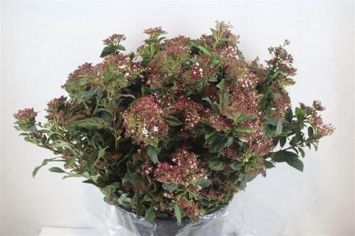 Viburnum tinus per stuk overig