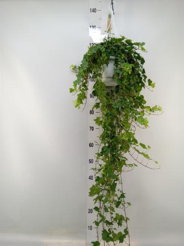 Hedera helix 'Pittsburgh'