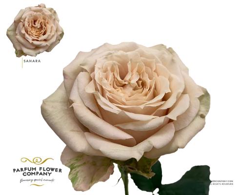 Rosa grootbloemig overig