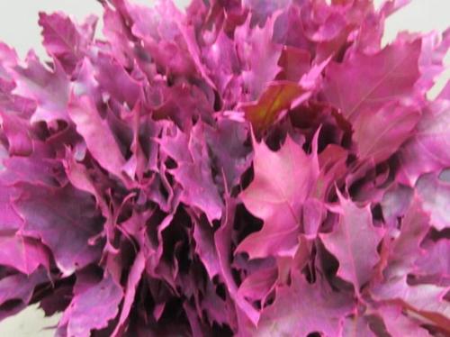 Quercus rubra kleurbehandeld H%