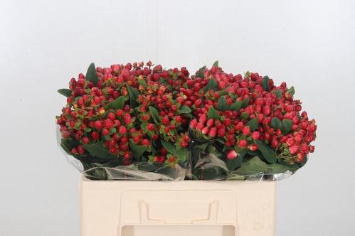 Hypericum inodorum Magical Triumph