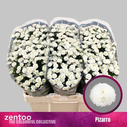 Chrysanthemum (Indicum Grp) tros santini (Indicum Grp) Pizarro
