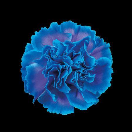 Dianthus standaard kleurbehandeld H%