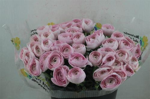 Ranunculus asiaticus Succes Hanoi