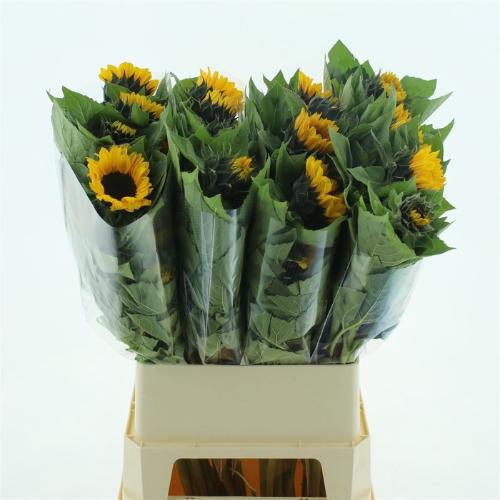 Helianthus annuus 'Vincent's Choice'
