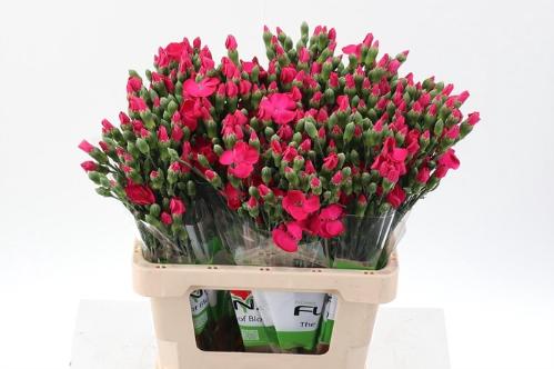 Dianthus tros Solomio Imre