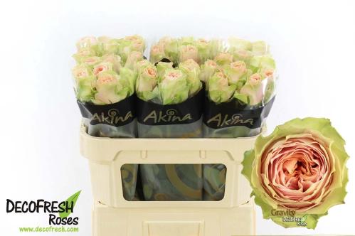 Rosa grootbloemig G-Force