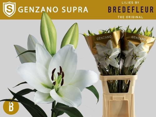Lilium (OT-hybrids Grp) 'Genzano'