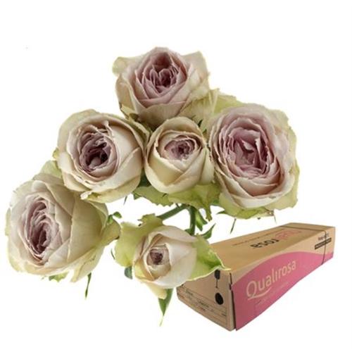 Rosa tros Silver Lace