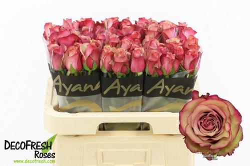 Rosa grootbloemig Vintage