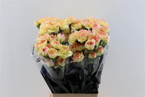 Dianthus standaard overig