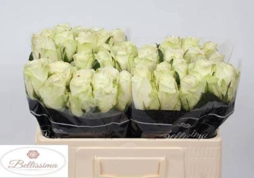 Rosa grootbloemig Athena