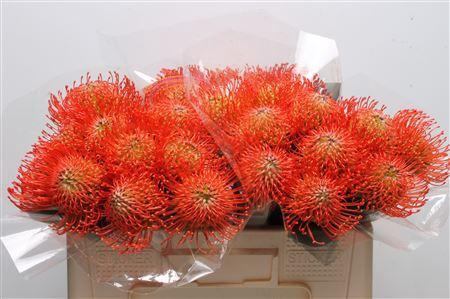 Leucospermum cordifolium 'Succession'