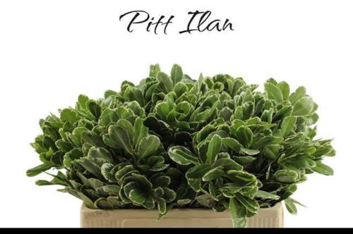 Pittosporum 'Ilan'