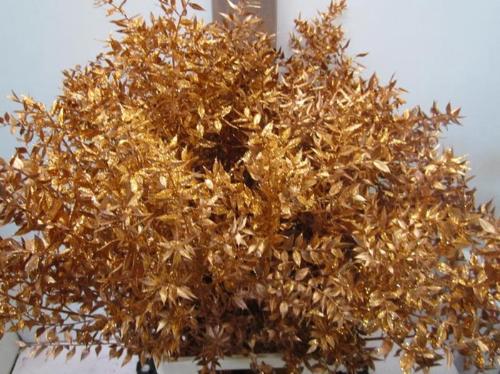 Ruscus kleurbehandeld H%