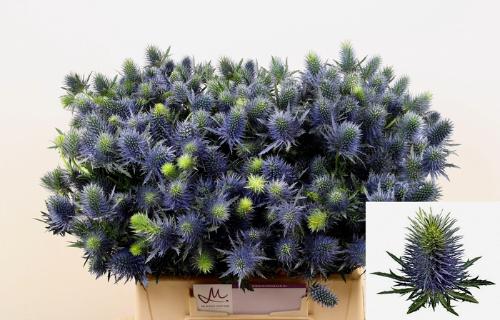 Eryngium Supernova Questar