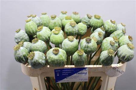 Papaver somniferum (zaaddozen)