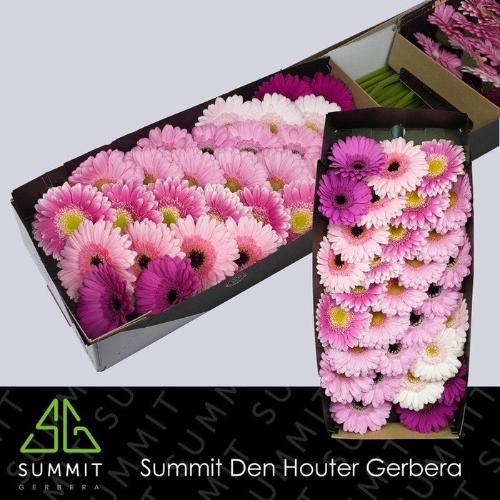 Gerbera mini gemengd op rij
