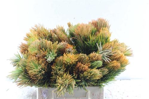 Retzia capensis